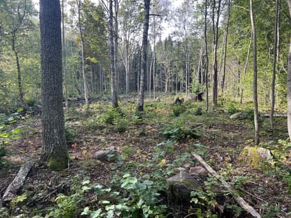 Bild av trädgården