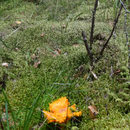 Bild av trädgården