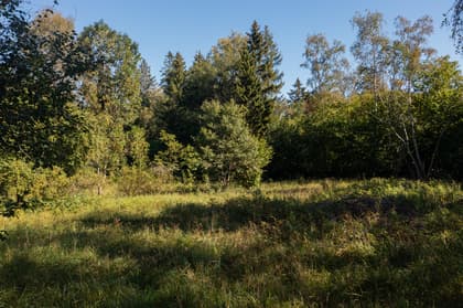 Bild av trädgården