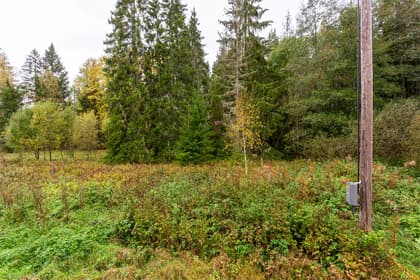 Bild av trädgården