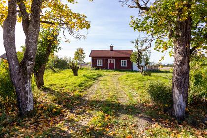 Bild av trädgården