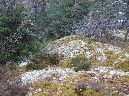 Bild av trädgården