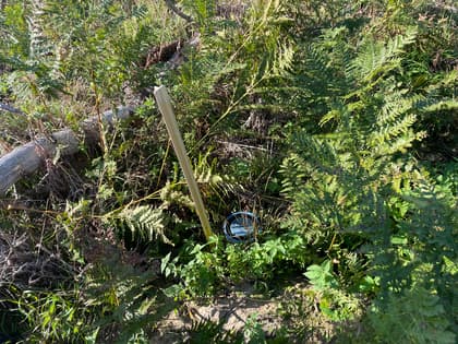 Bild av trädgården