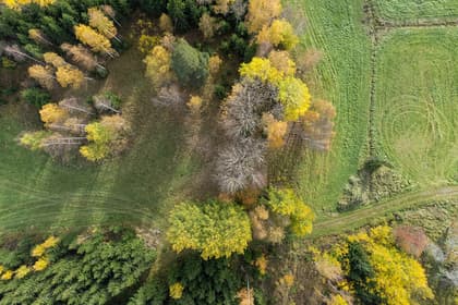 Bild av trädgården