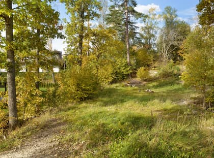 Bild av trädgården