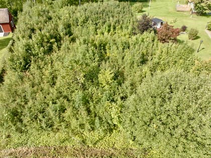 Bild av trädgården