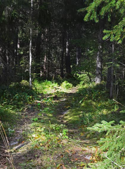 Bild av trädgården