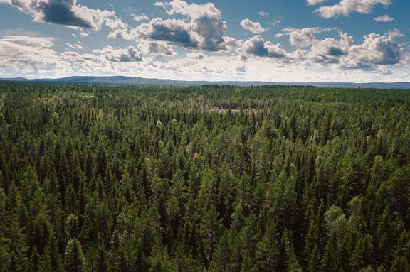 Valliden 13, Skellefteå