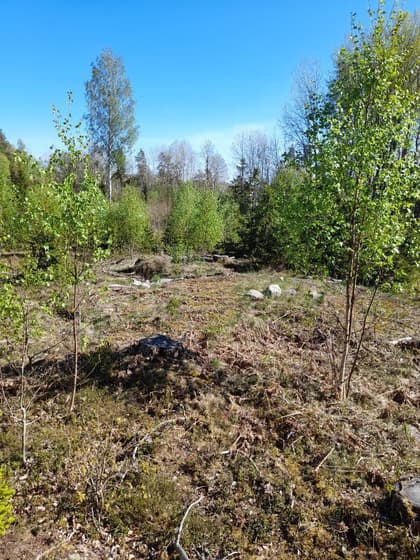 Bild av trädgården