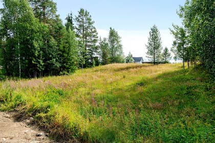 Bild av trädgården