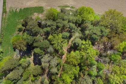 Bild av trädgården