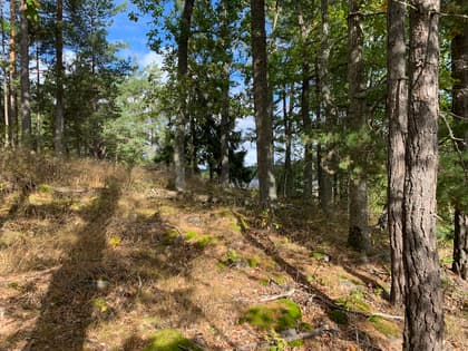 Bild av trädgården