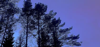 Bild av trädgården