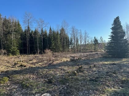 Bild av trädgården