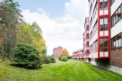 Bild av närområdet