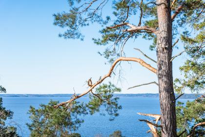 Bild av närområdet