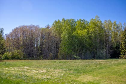 Koholma 1:81, Koholma