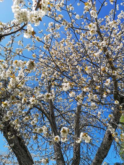 Illustrerad karta över fastigheten eller området