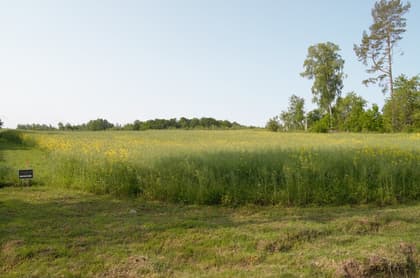 Månsudden, Östnässja