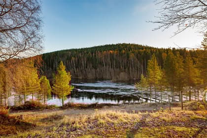 Bild av närområdet