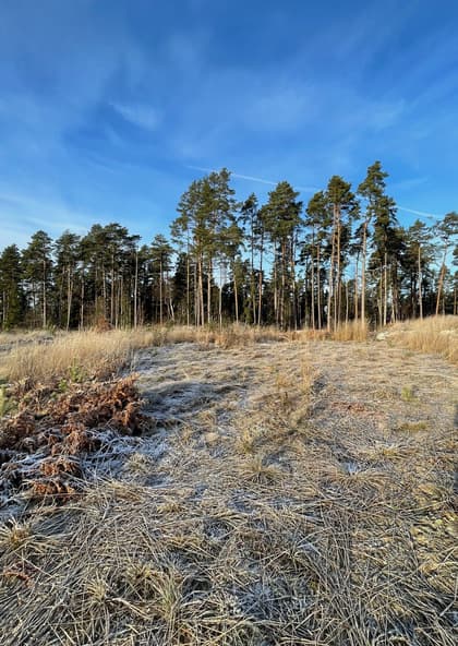 Saringe 102, Saringe