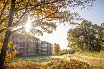 Bild av närområdet