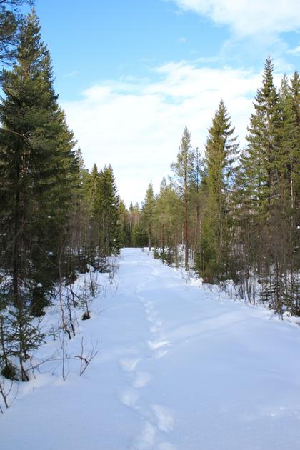 Bild av närområdet