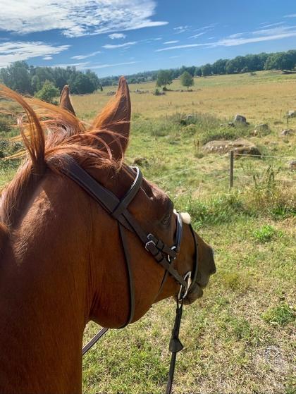 Bild av närområdet