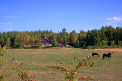 Bild av närområdet