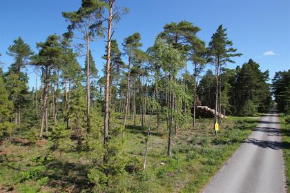 Bild av närområdet