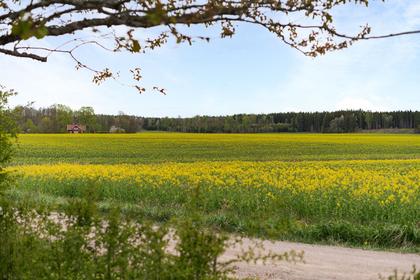 Bild av närområdet