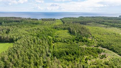 Skog i Torserud, Värmlandsnäs