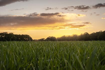 Bild av närområdet