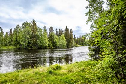 Bild av närområdet