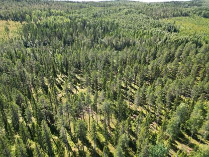 Illustrerad karta över fastigheten eller området