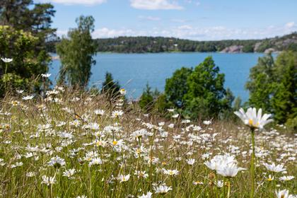 Bild av närområdet