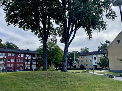 Bild av närområdet