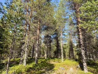 Stensträsk, Stensträsk