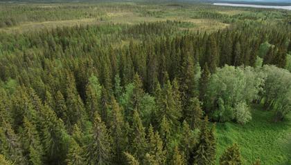 Illustrerad karta över fastigheten eller området