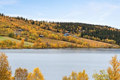 Bild av närområdet