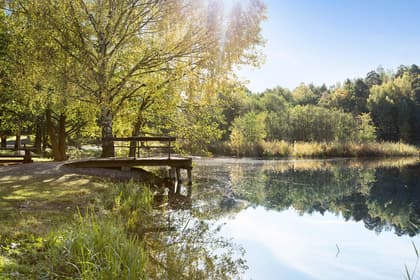 Bild av trädgården