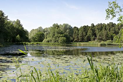 Bild av trädgården