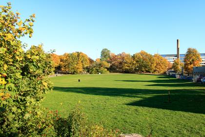 Bild av trädgården