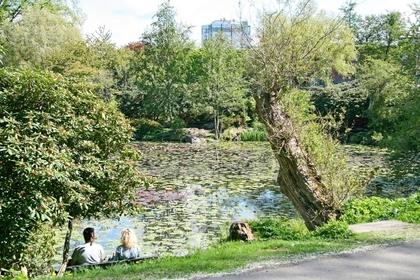 Bild av trädgården